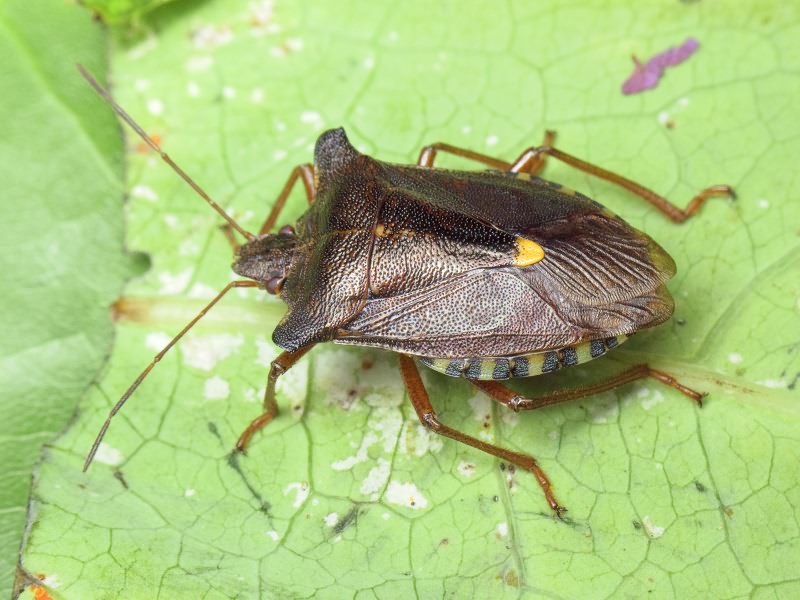 Pentatoma (Pentatoma) rufipes (Linnaeus, 1758)